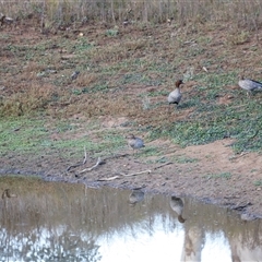 Chenonetta jubata (Australian Wood Duck) at Whitlam, ACT - 25 May 2025 by JimL