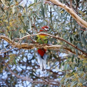 Platycercus elegans at Whitlam, ACT - Yesterday by JimL