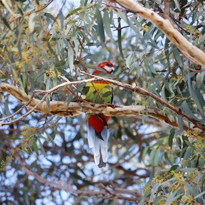Platycercus eximius (Eastern Rosella) at Whitlam, ACT - 25 May 2025 by JimL
