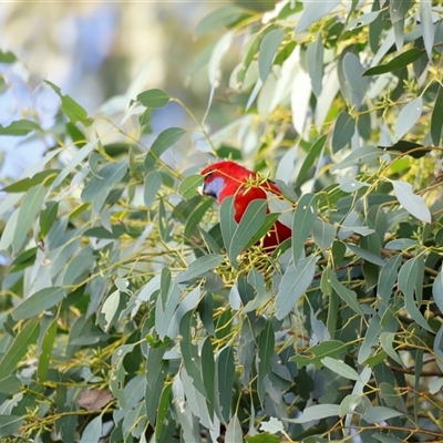 Platycercus elegans (Crimson Rosella) at Whitlam, ACT - 25 May 2025 by JimL