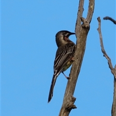 Anthochaera carunculata (Red Wattlebird) at Whitlam, ACT - 25 May 2025 by JimL