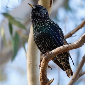 Sturnus vulgaris at Whitlam, ACT - Yesterday by JimL