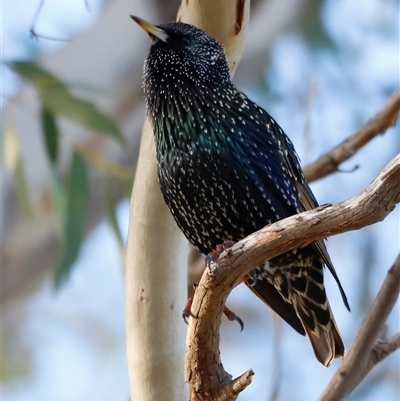 Sturnus vulgaris (Common Starling) at Whitlam, ACT - 25 May 2025 by JimL