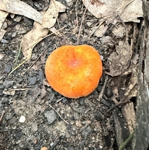 Unverified Cap on a stem; gills below cap [mushrooms or mushroom-like] at Bucketty, NSW - Today by MartinPredavec