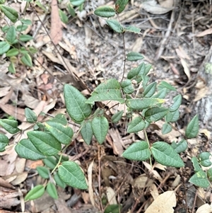 Platylobium formosum at Bucketty, NSW - Today by MartinPredavec