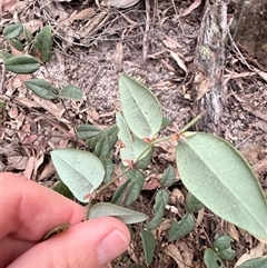 Platylobium formosum at Bucketty, NSW - 26 May 2025 07:14 AM