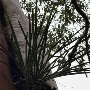 Cymbidium suave at Bucketty, NSW - suppressed