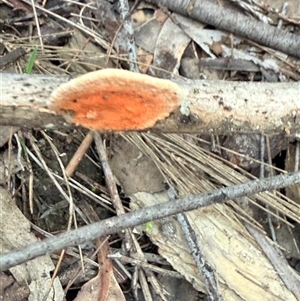 Trametes sp. at Bucketty, NSW - Today by MartinPredavec