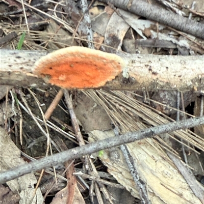 Trametes sp. at Bucketty, NSW - Today by MartinPredavec