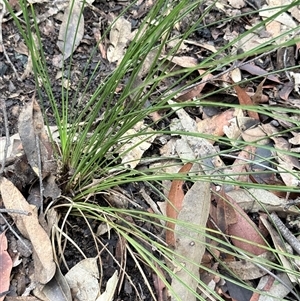 Lomandra sp. at Bucketty, NSW - Today by MartinPredavec