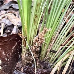 Lomandra (genus) at Bucketty, NSW - 27 May 2025 07:54 AM