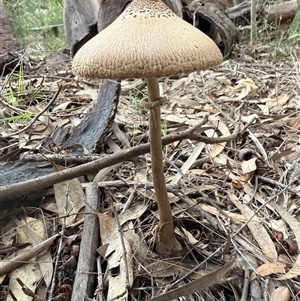 Macrolepiota clelandii at Bucketty, NSW - Today by MartinPredavec