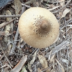 Macrolepiota clelandii at Bucketty, NSW - 26 May 2025 07:56 AM