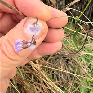 Glycine clandestina at Bucketty, NSW - 26 May 2025 08:07 AM