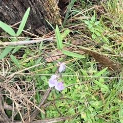 Glycine clandestina at Bucketty, NSW - 26 May 2025 08:07 AM