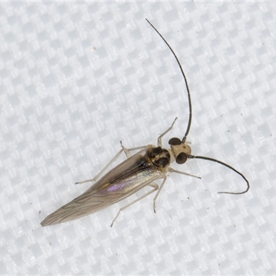 Valenzuela (Genus) (A barklouse) at Melba, ACT - 22 May 2025 by kasiaaus