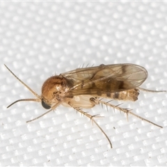 Leiinae (subfamily) (A fungus gnat) at Melba, ACT - 22 May 2025 by kasiaaus