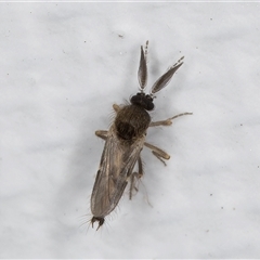 Forcipomyia (genus) (A biting midge) at Melba, ACT - 22 May 2025 by kasiaaus