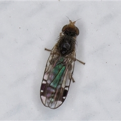 Austrotephritis pumila (A fruit fly) at Melba, ACT - 23 May 2025 by kasiaaus