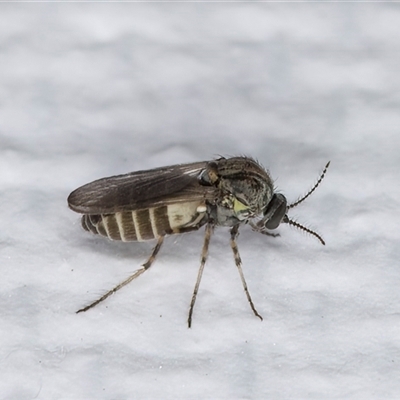 Ceratopogonidae (family) (Biting Midge) at Melba, ACT - 23 May 2025 by kasiaaus