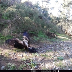 Aquila audax (Wedge-tailed Eagle) at Ballyroe, NSW - 12 May 2020 by TwoRivers