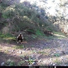 Aquila audax at Ballyroe, NSW - suppressed