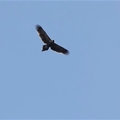 Aquila audax at Ballyroe, NSW - suppressed