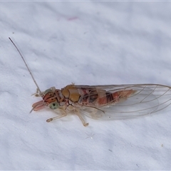 Glycaspis sp. (genus) (Unidentified sugary lerp) at Melba, ACT - 23 May 2025 by kasiaaus