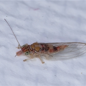 Psyllidae sp. (family) at Melba, ACT - 23 May 2025 by kasiaaus
