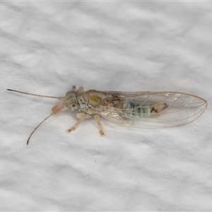 Psyllidae sp. (family) at Melba, ACT - 23 May 2025 by kasiaaus