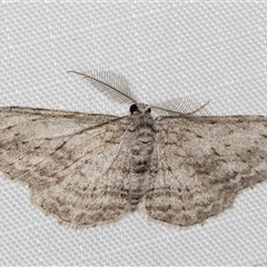 Phelotis cognata (Long-fringed Bark Moth) at Melba, ACT - 24 May 2025 by kasiaaus