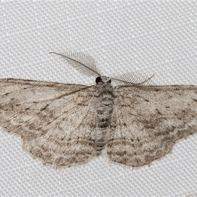 Phelotis cognata (Long-fringed Bark Moth) at Melba, ACT - 24 May 2025 by kasiaaus