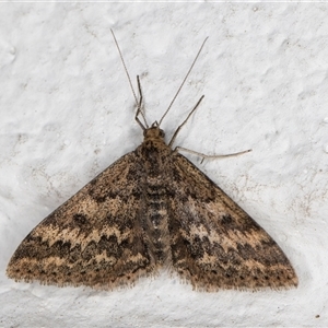 Scopula rubraria (Reddish Wave, Plantain Moth) at Melba, ACT - 24 May 2025 by kasiaaus