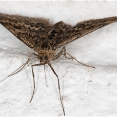 Scopula rubraria at Melba, ACT - 24 May 2025 11:49 PM
