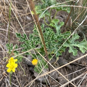 Unverified Plant at Kenny, ACT - 7 Mar 2025 by RangerRiley
