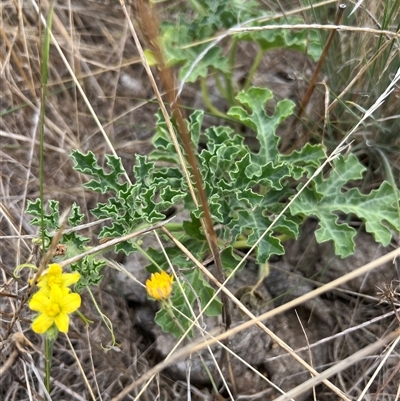 Citrullus amarus (Wild Melon, Camel Melon, Bitter Melon) at Kenny, ACT - 7 Mar 2025 by RangerRiley