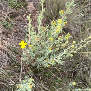 Unverified Plant at Kenny, ACT - 7 Mar 2025 by RangerRiley