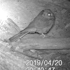 Aegotheles cristatus (Australian Owlet-nightjar) at Ballyroe, NSW - 1 Jun 2020 by TwoRivers