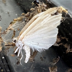 Lymantriinae (subfamily) at Canberra Airport, ACT - 26 May 2025 by Hejor1
