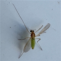 Tanytarsus (genus) (A non-biting midge) at Canberra Airport, ACT - 26 May 2025 by Hejor1