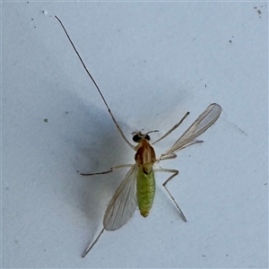 Culicidae (family) at Canberra Airport, ACT - Today by Hejor1