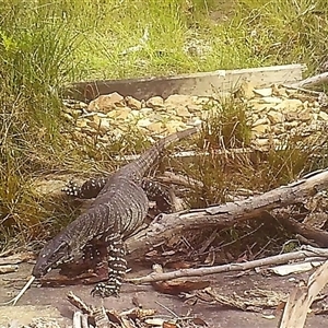 Varanus varius (Lace Monitor) at Bargo, NSW - 13 Jan 2023 by Snows