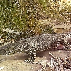Varanus varius at Bargo, NSW - suppressed