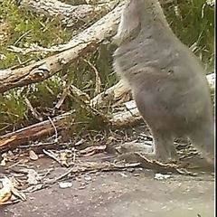 Osphranter robustus robustus (Eastern Wallaroo) at Bargo, NSW - 12 Jan 2023 by Snows