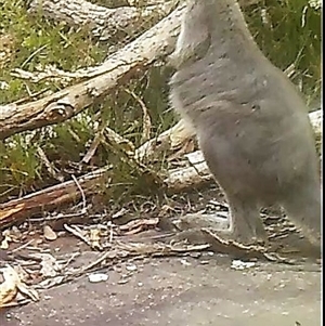 Osphranter robustus robustus at Bargo, NSW - 12 Jan 2023 by Snows