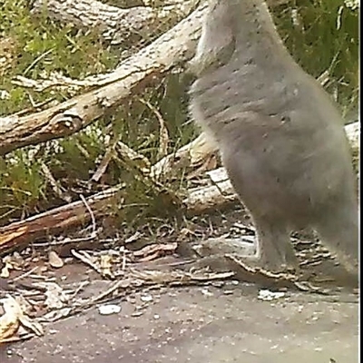 Osphranter robustus robustus (Eastern Wallaroo) at Bargo, NSW - 12 Jan 2023 by Snows