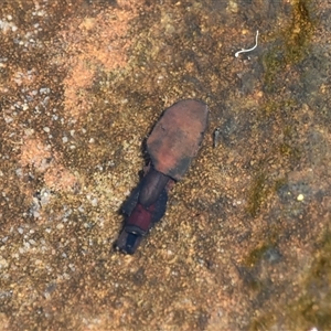 Unverified Caddisfly (Trichoptera) at Bargo, NSW - 24 Jan 2023 by Snows