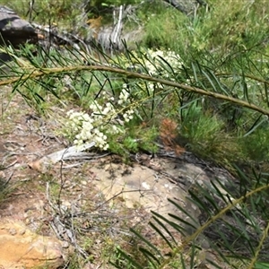 Acacia linifolia at Bargo, NSW - 24 Jan 2023 by Snows