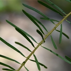 Acacia linifolia at Bargo, NSW - 24 Jan 2023 10:54 AM