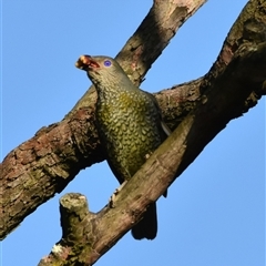 Ptilonorhynchus violaceus (Satin Bowerbird) at Bargo, NSW - 18 Jan 2023 by Snows